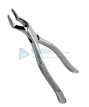 Wolf Tooth and Incisor Angled